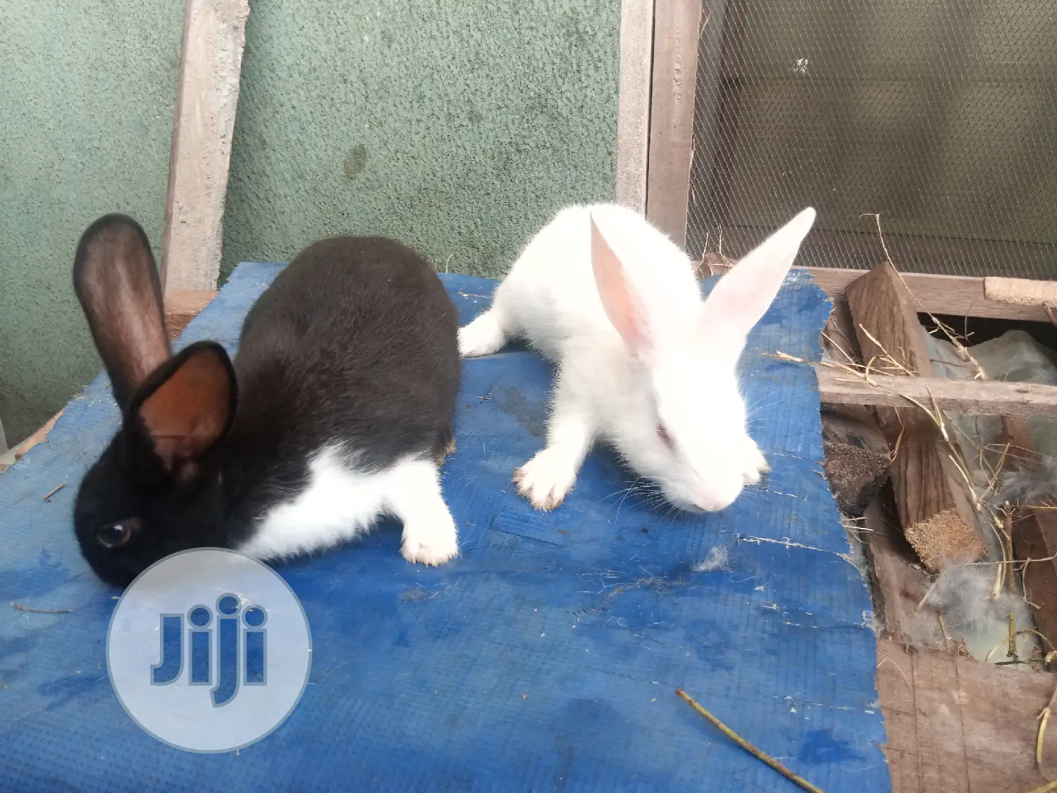 Rabbit for Sale