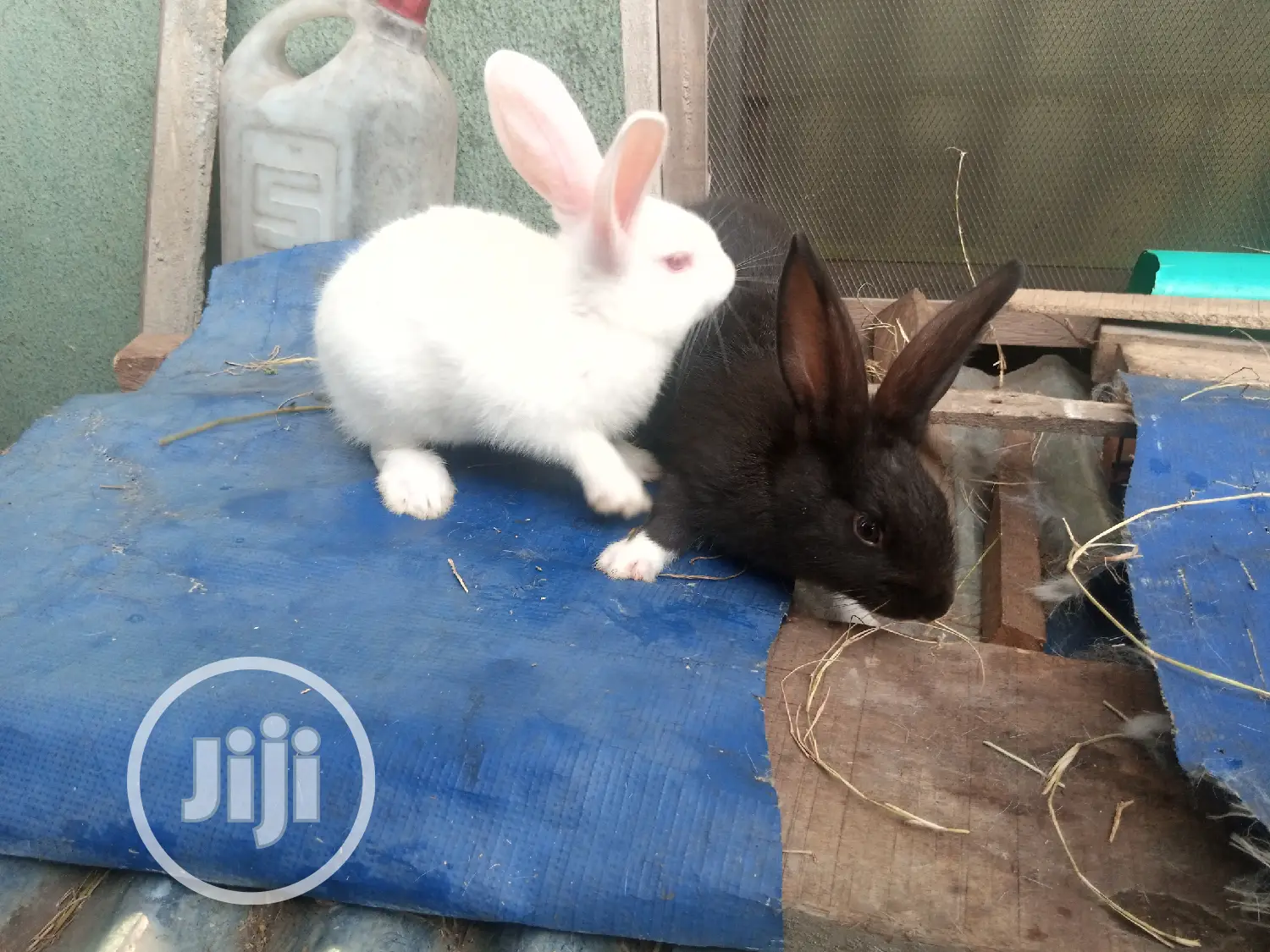 Rabbit for Sale