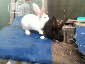 Rabbit for Sale