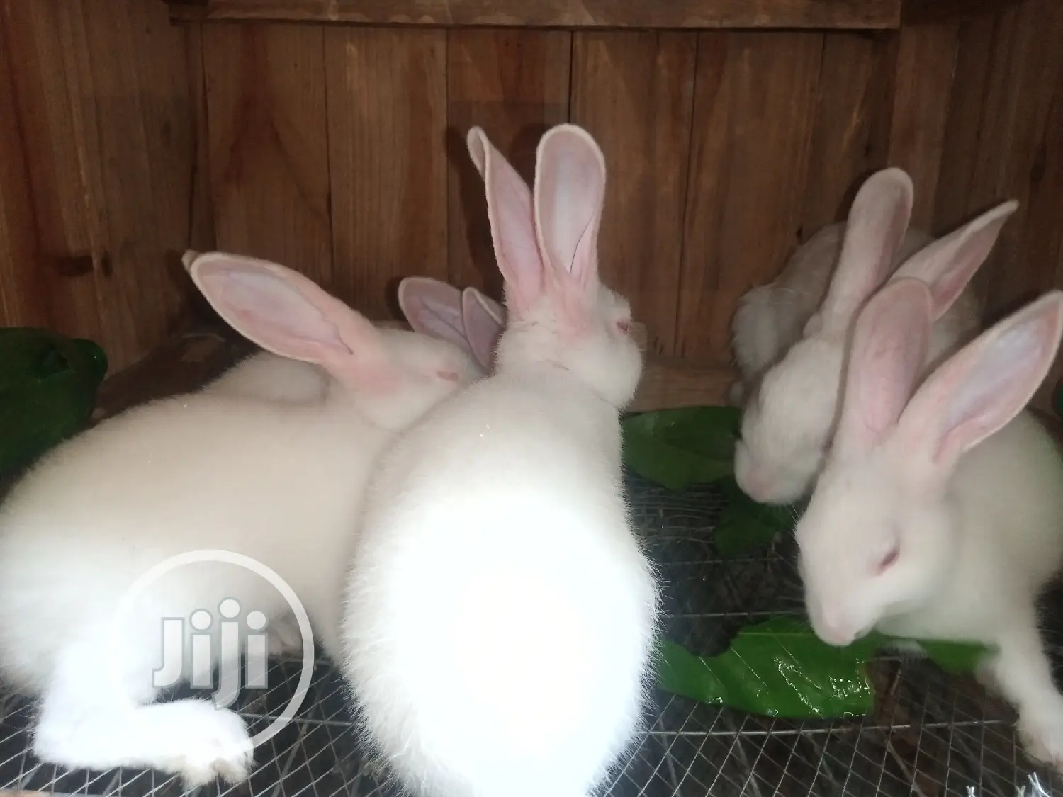 Rabbit for Sale