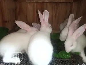 Rabbit for Sale