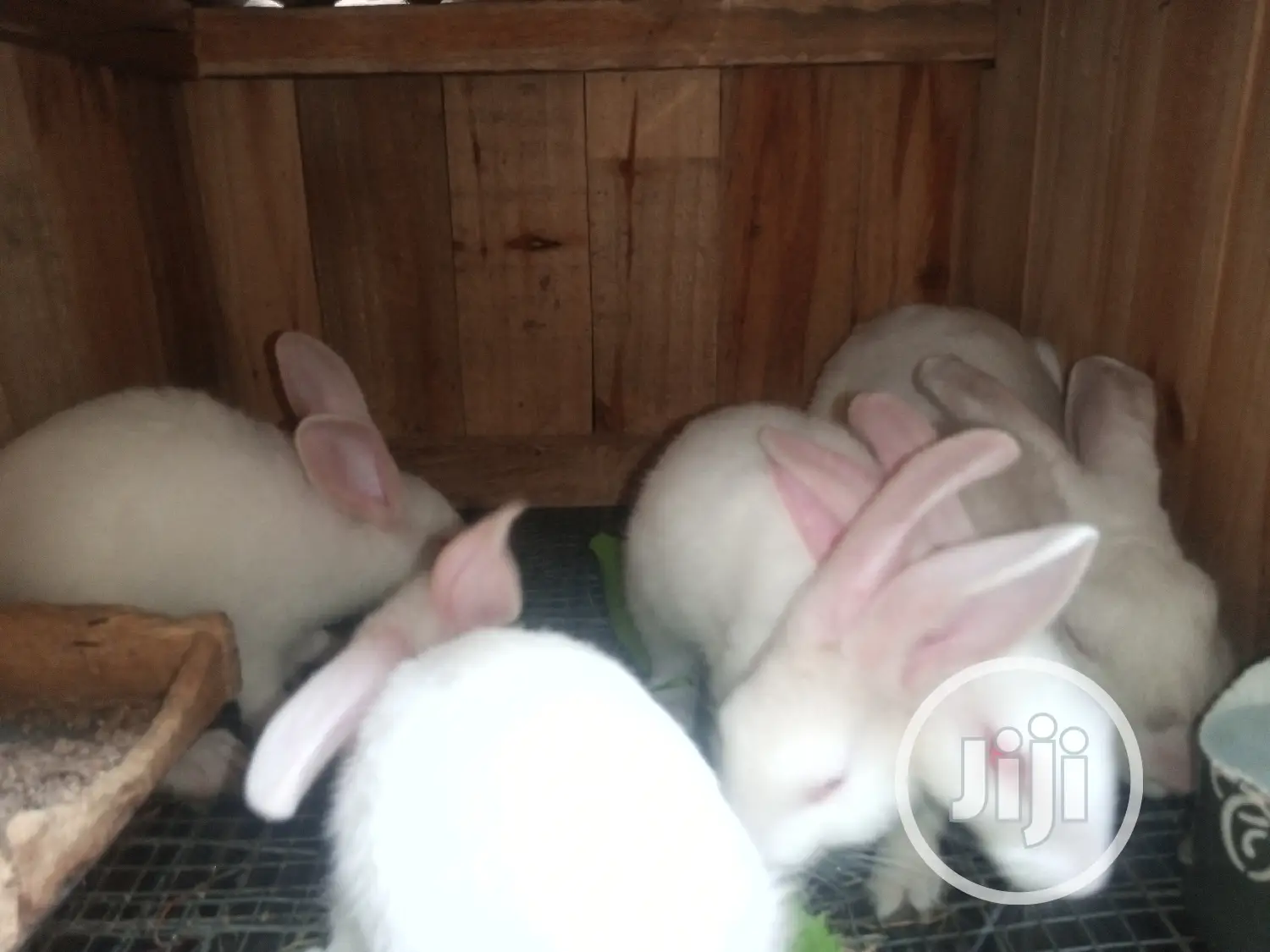 Rabbit for Sale