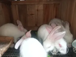 Rabbit for Sale