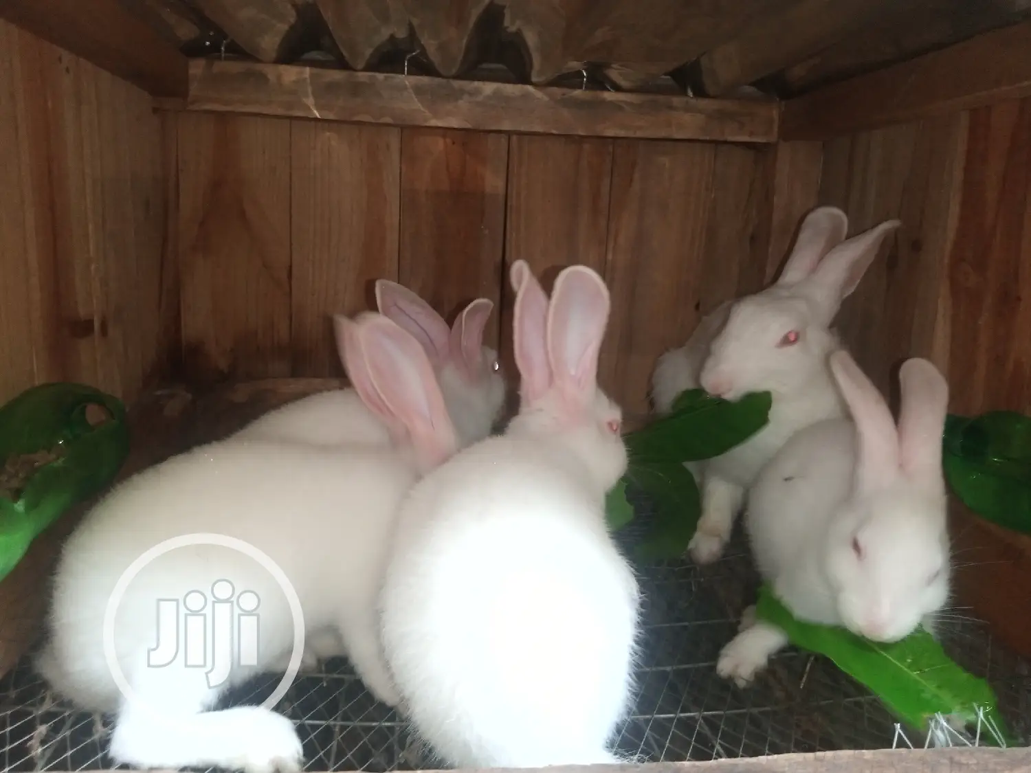 Rabbit for Sale