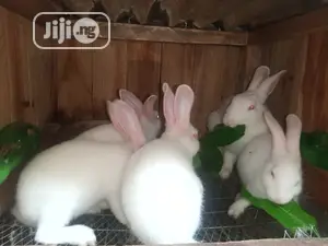 Rabbit for Sale