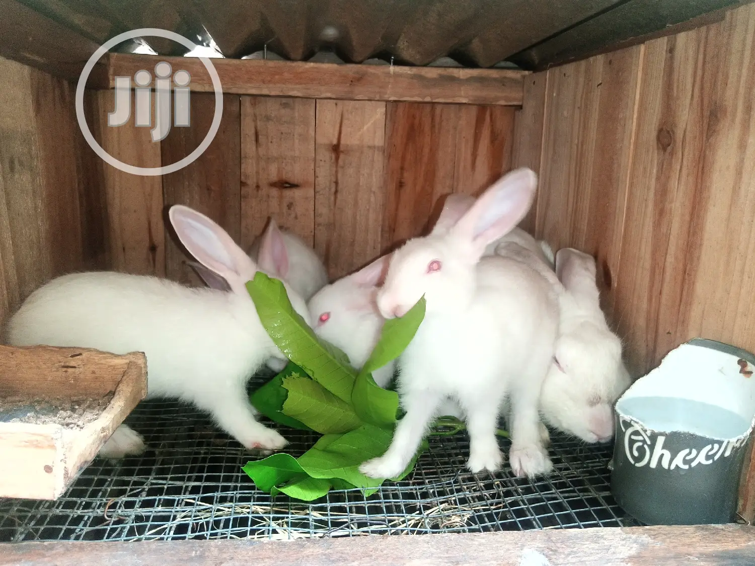 Rabbit for Sale
