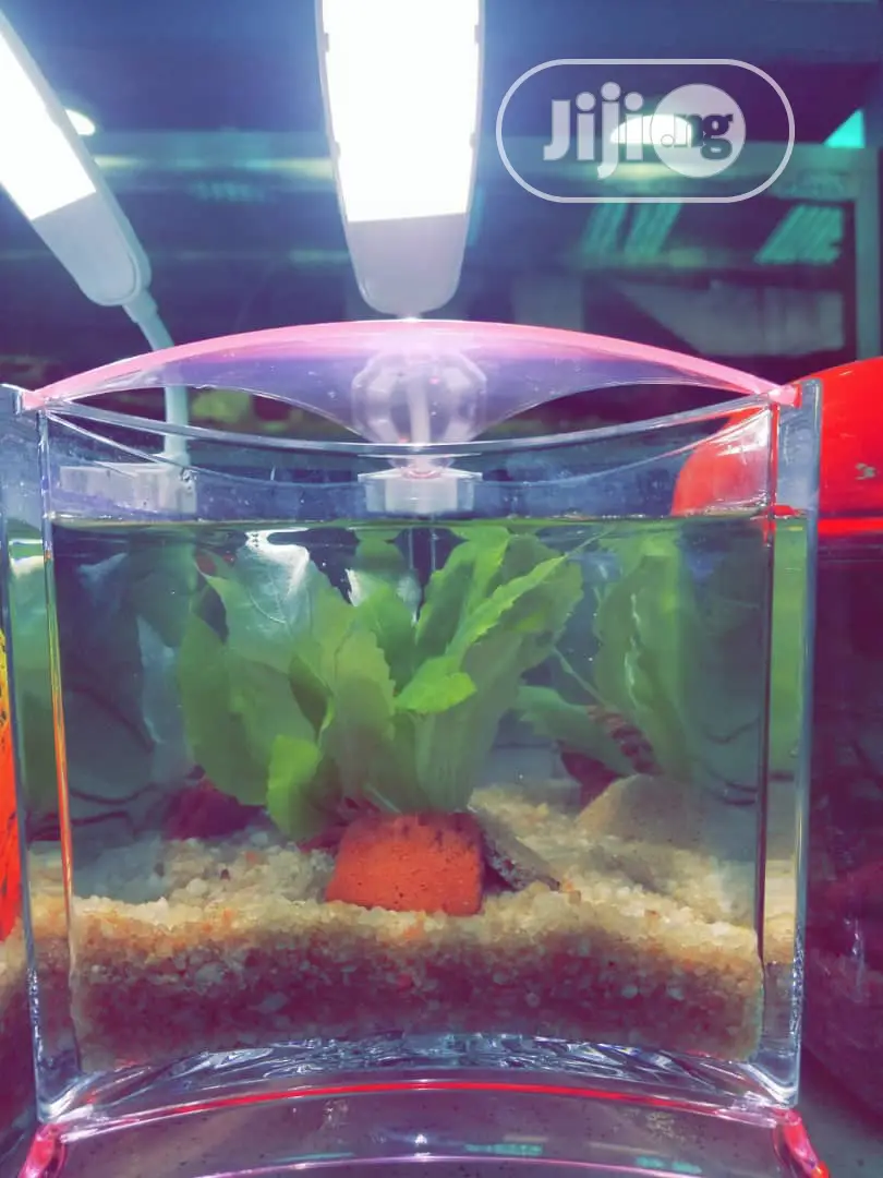 Mini Aquarium For Sale