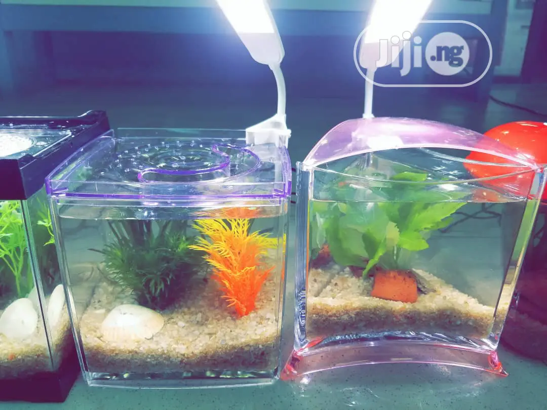 Mini Aquarium For Sale