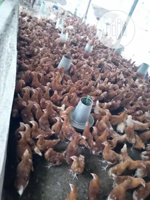 Point of Lay Is Avaliable