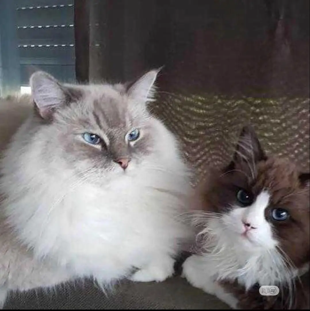 6-12 months Female Purebred Persian