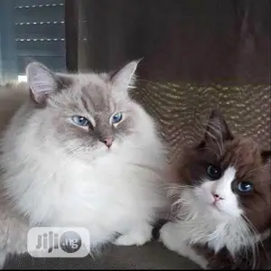 6-12 months Female Purebred Persian