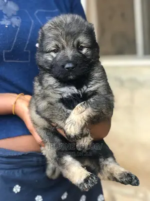 1-3 months Female Purebred Caucasian Shepherd