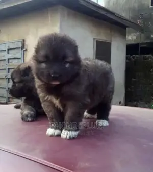 1-3 months Female Purebred Caucasian Shepherd