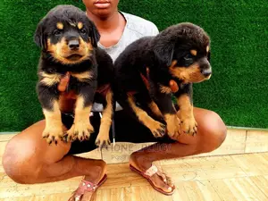 3-6 months Female Purebred Rottweiler