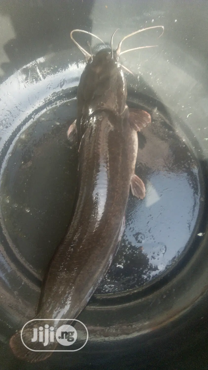Fast Growing Catfish Jumbo/Fingerlings, Juveniles Hybrid in Badagry