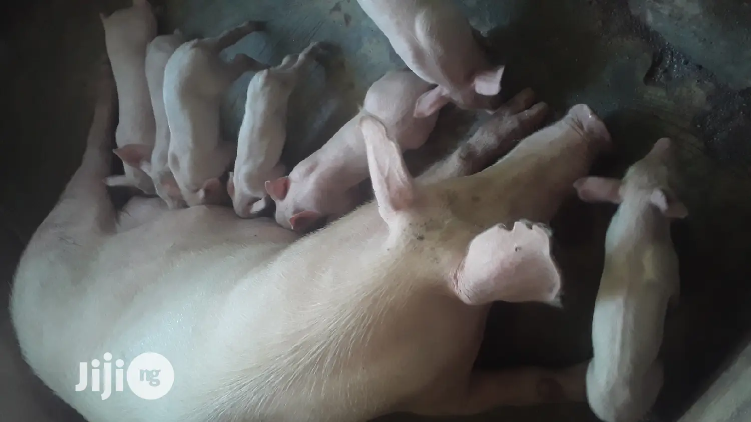 Pure Tn Pig Breed
