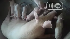 Pure Tn Pig Breed