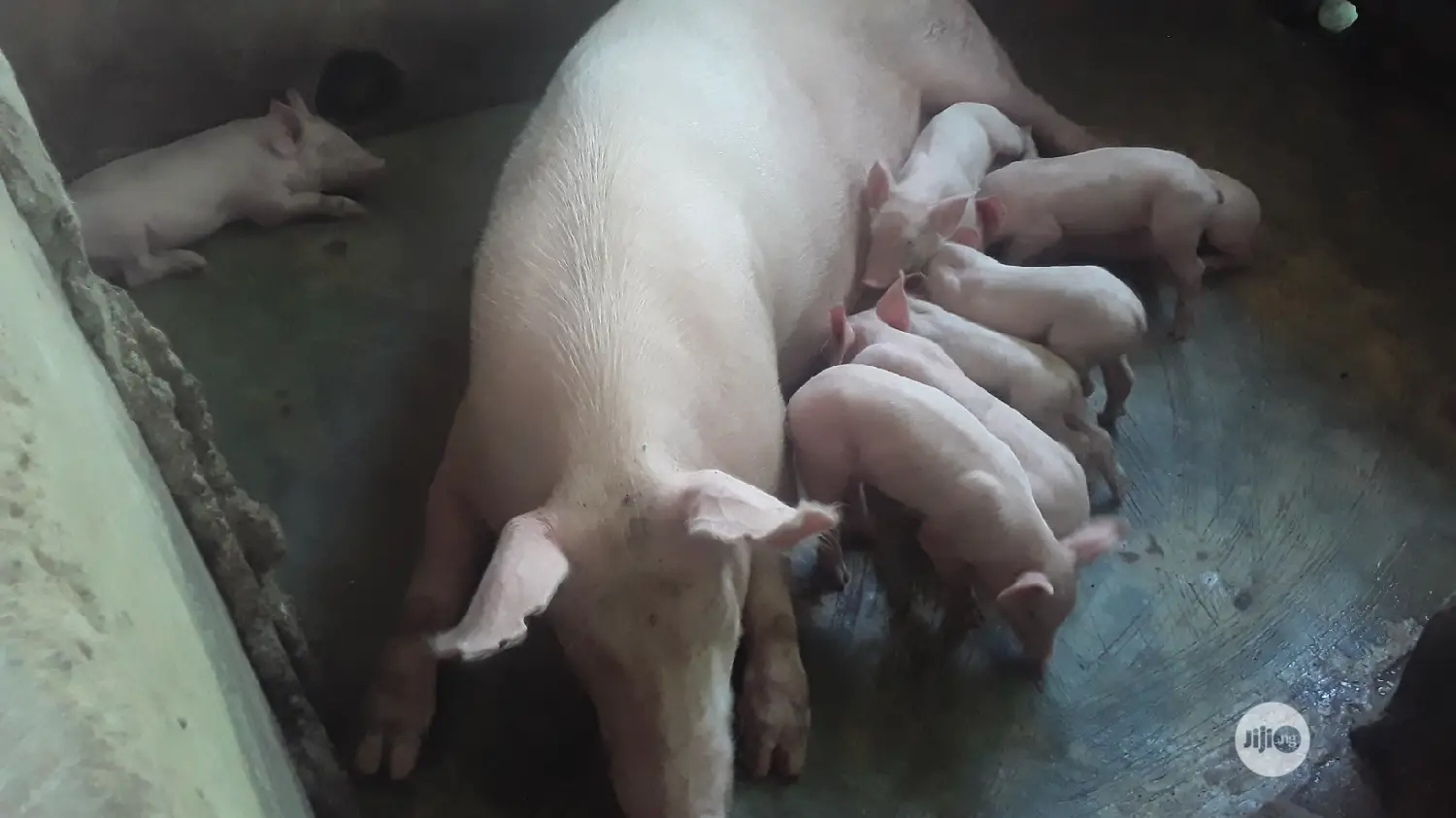 Pure Tn Pig Breed