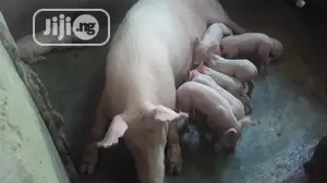 Pure Tn Pig Breed