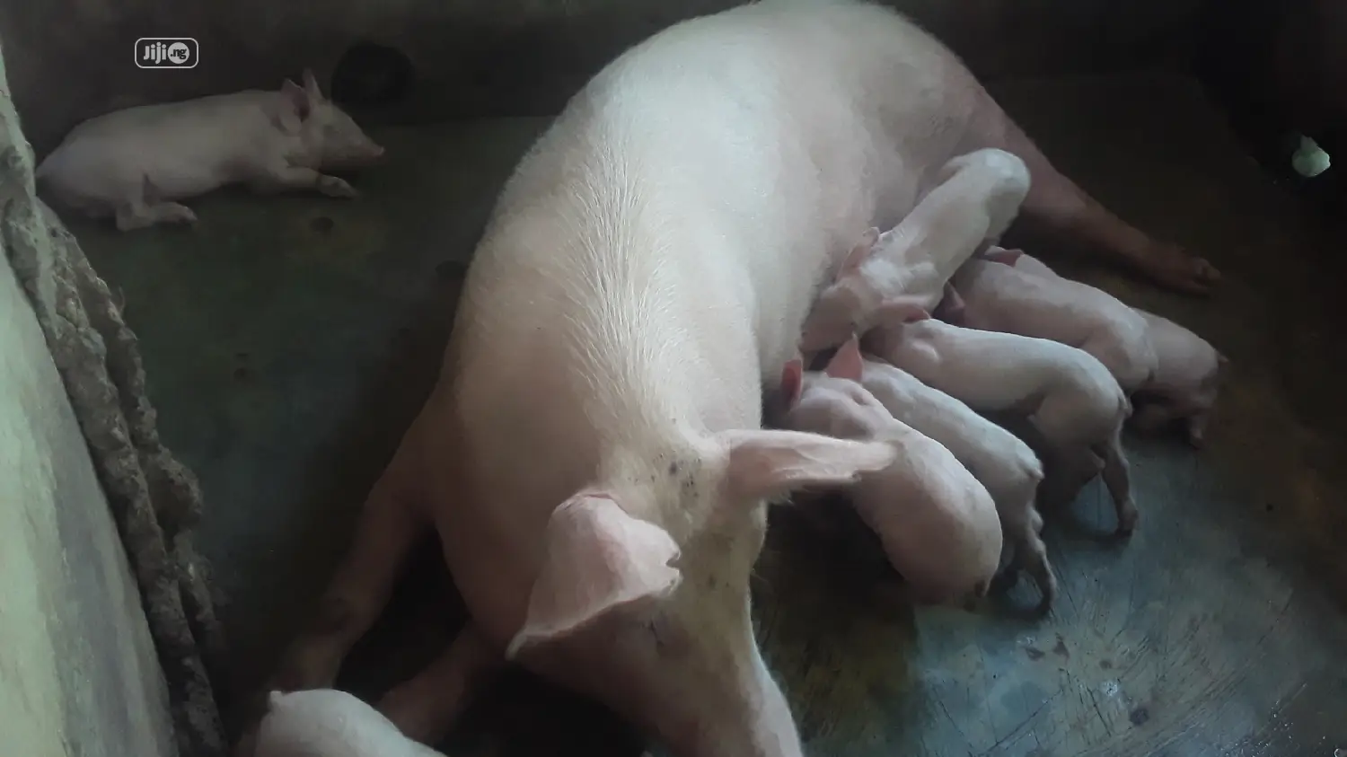 Pure Tn Pig Breed