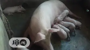 Pure Tn Pig Breed