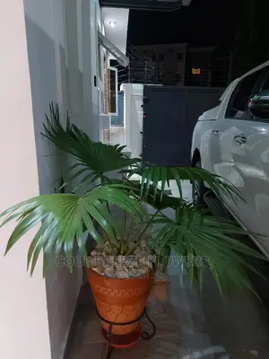 Beautiful Air Purifying Plants