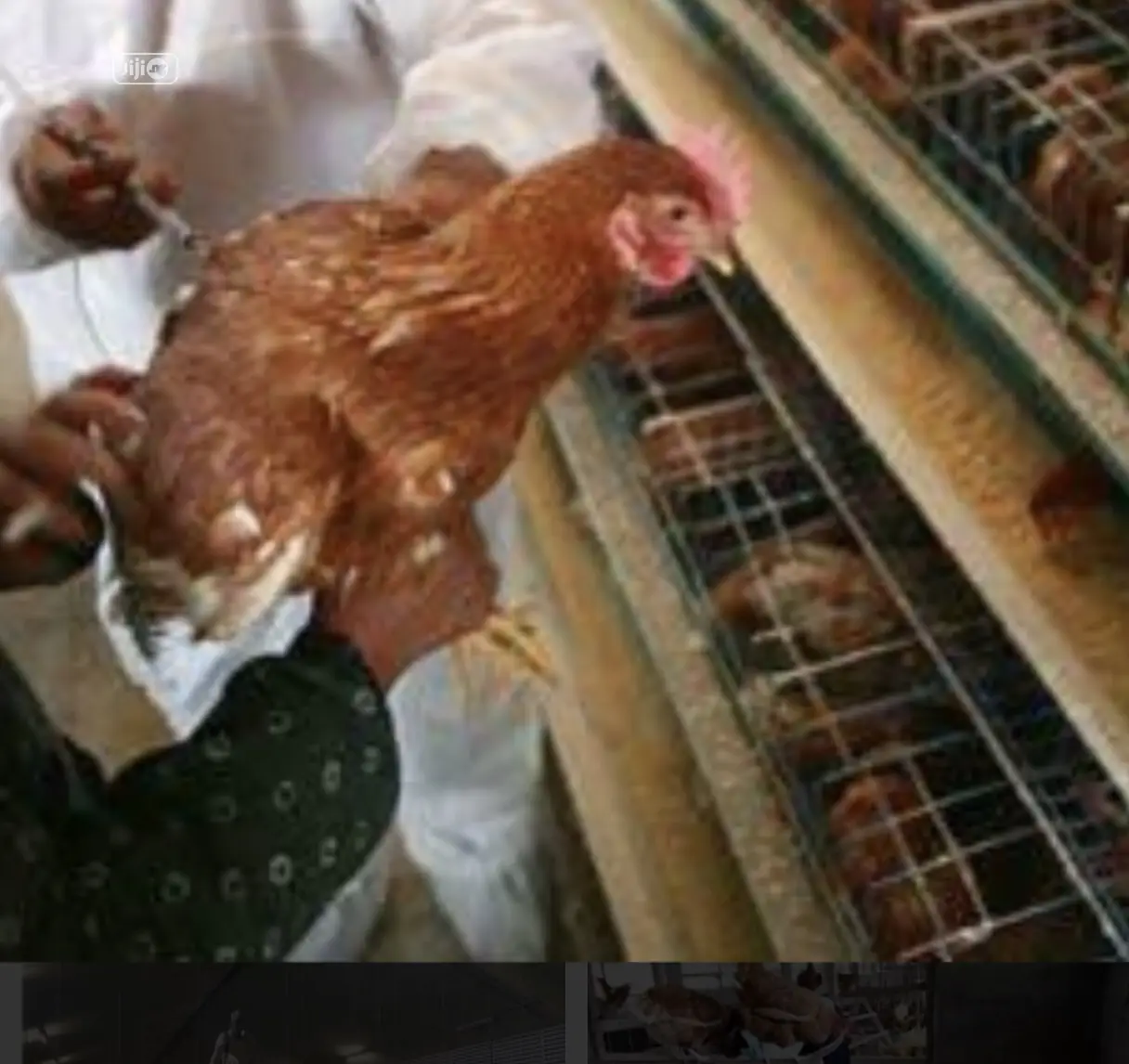 Laying Birds