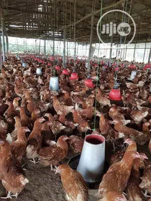 Laying Birds