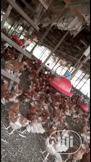 Laying Birds