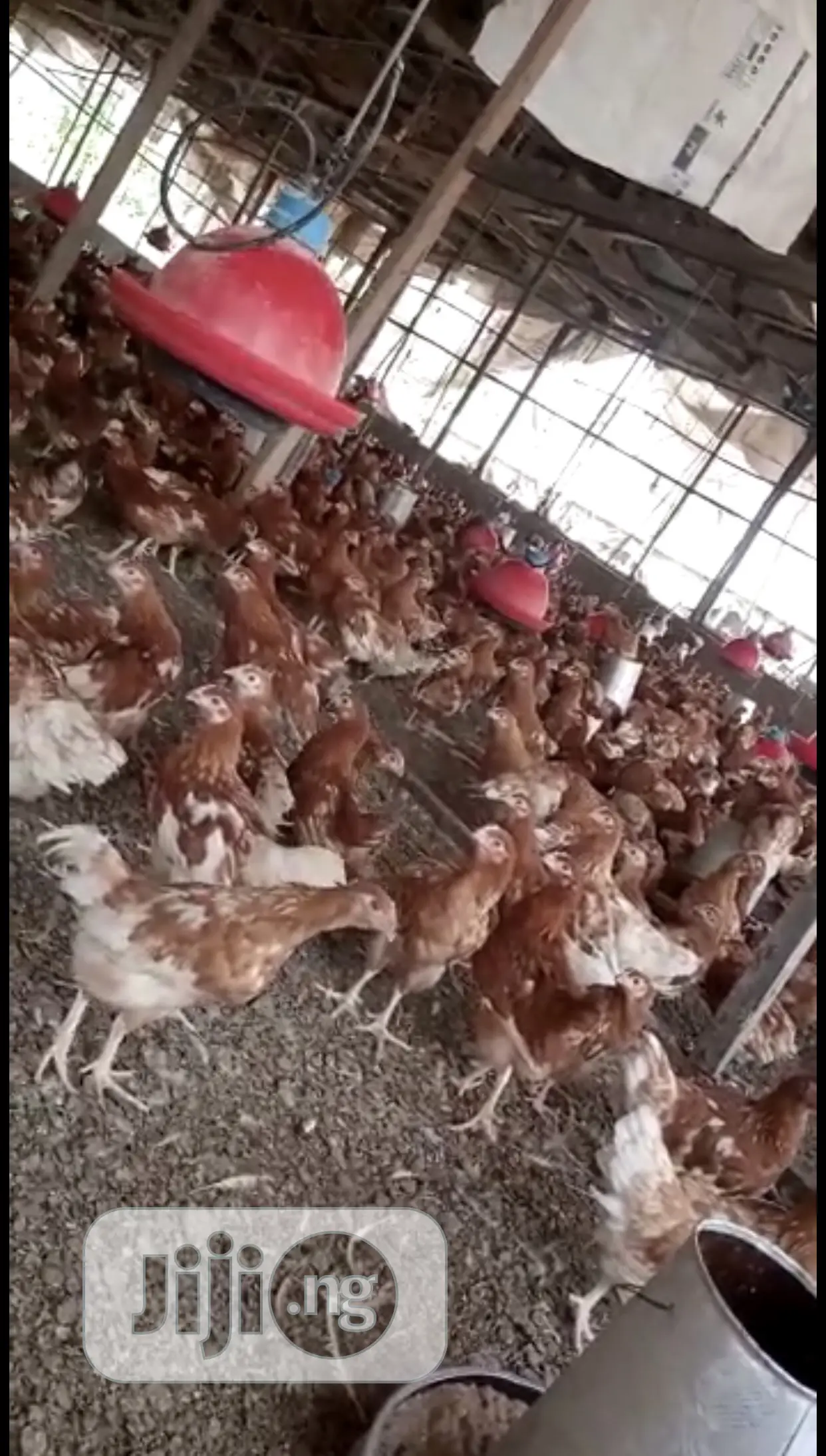Laying Birds