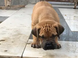 1-3 months Male Purebred Boerboel