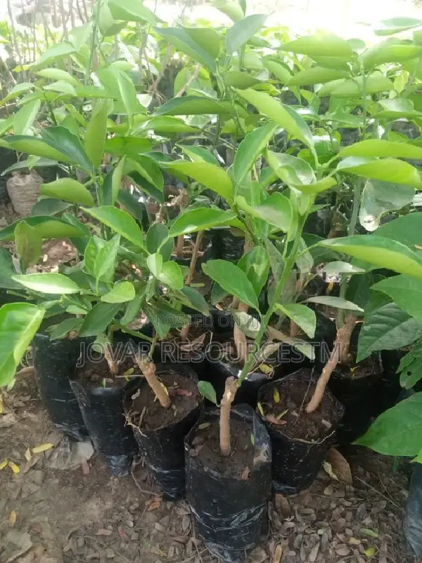 Best Budded Dwarf Improved Citrus Double Budded Citrus