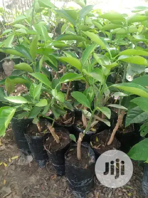 Best Budded Dwarf Improved Citrus Double Budded Citrus