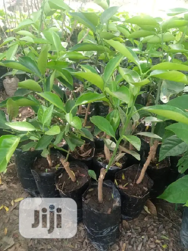Best Budded Dwarf Improved Citrus Double Budded Citrus