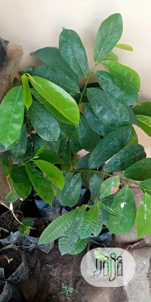 Best Soursop Seedling