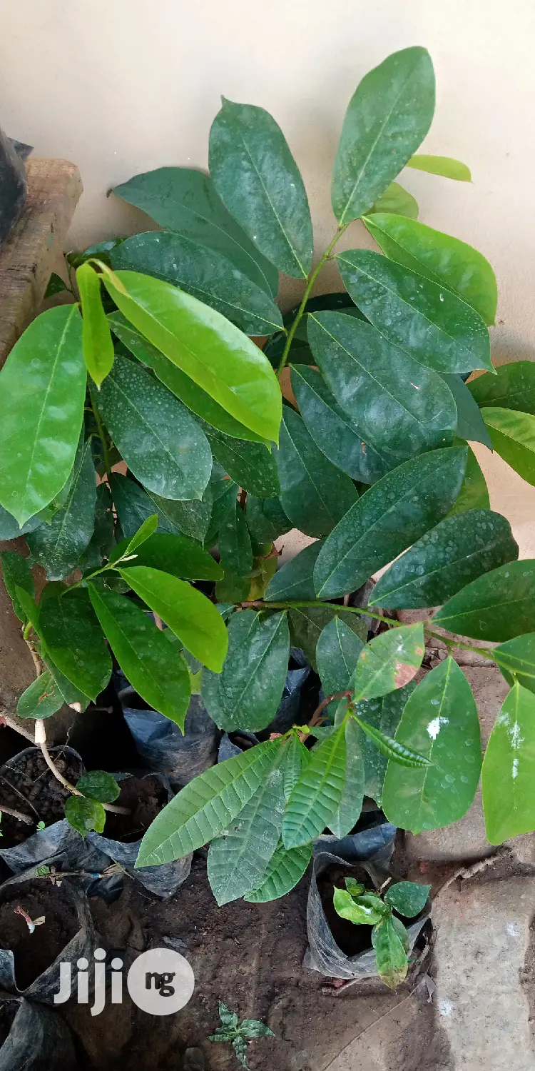 Best Soursop Seedling