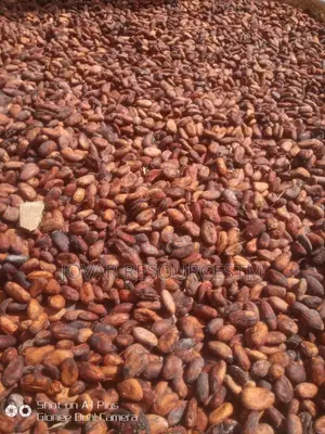Best Cocoa Seedling (Raw Dried Seeds and Pod Also Available)