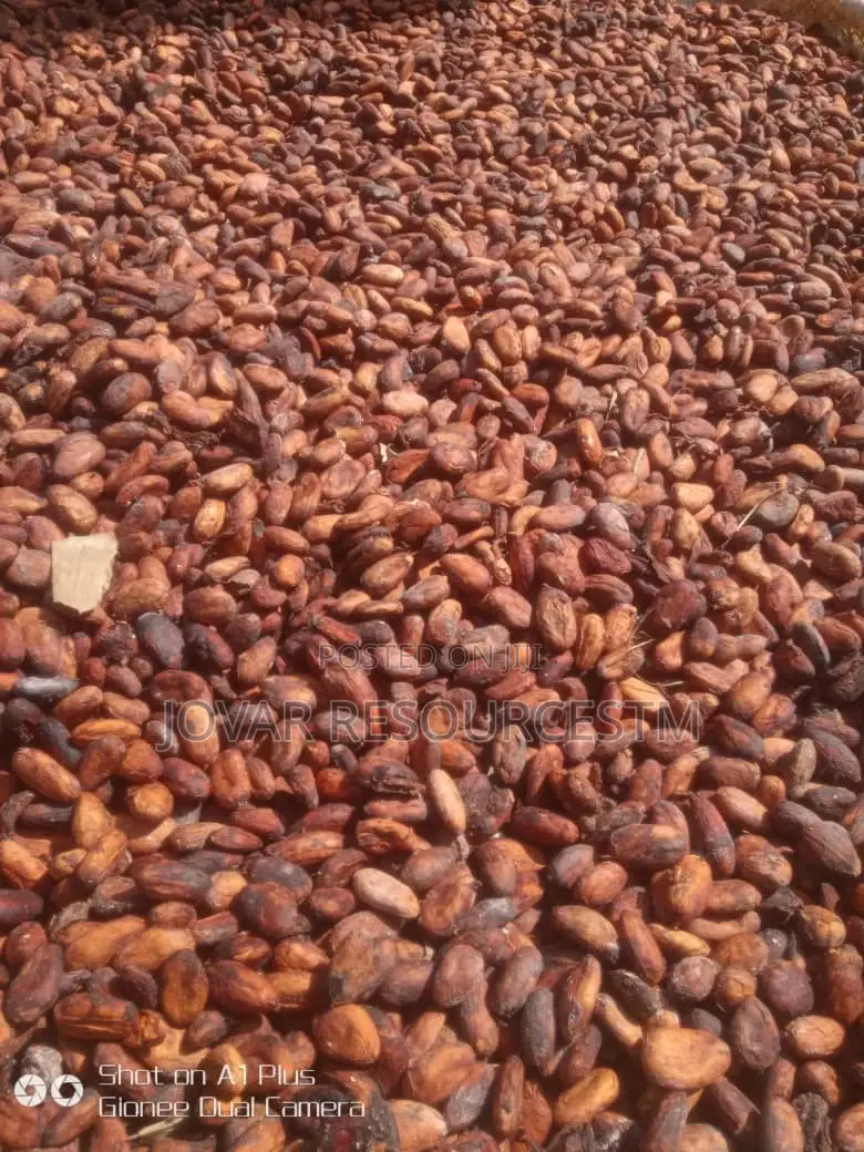 Best Cocoa Seedling (Raw Dried Seeds and Pod Also Available)