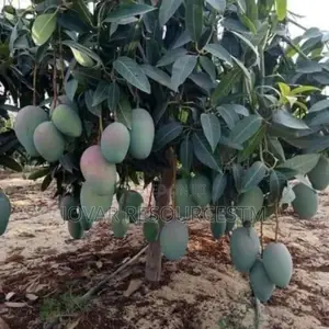 Best Grafted Dwarf Improved Mango Seedling Double Grafted