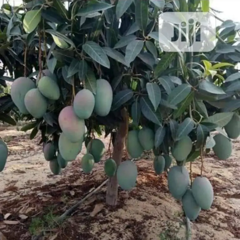 Best Grafted Dwarf Improved Mango Seedling Double Grafted