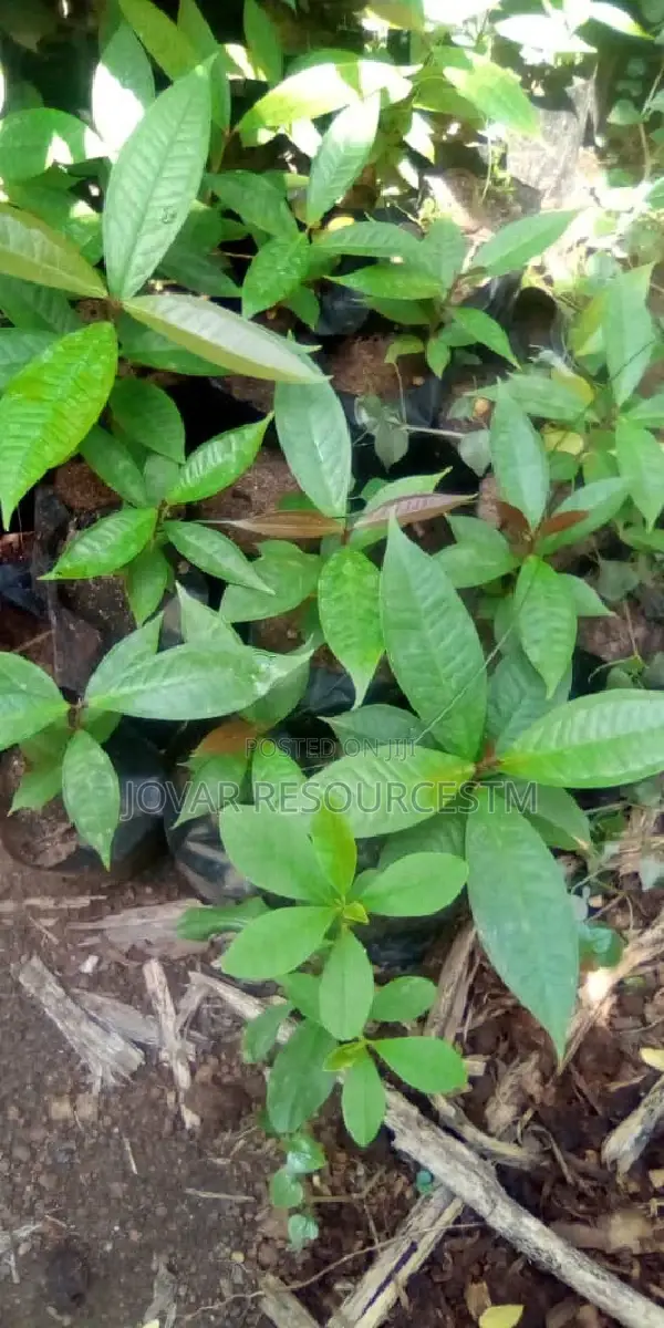 Best Improved Malay/ Bell/ Java/ Rose Nigeria Apple Seedling