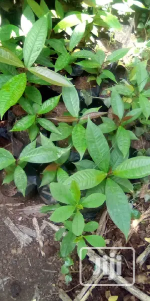 Best Improved Malay/ Bell/ Java/ Rose Nigeria Apple Seedling
