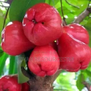 Best Improved Malay/ Bell/ Java/ Rose Nigeria Apple Seedling