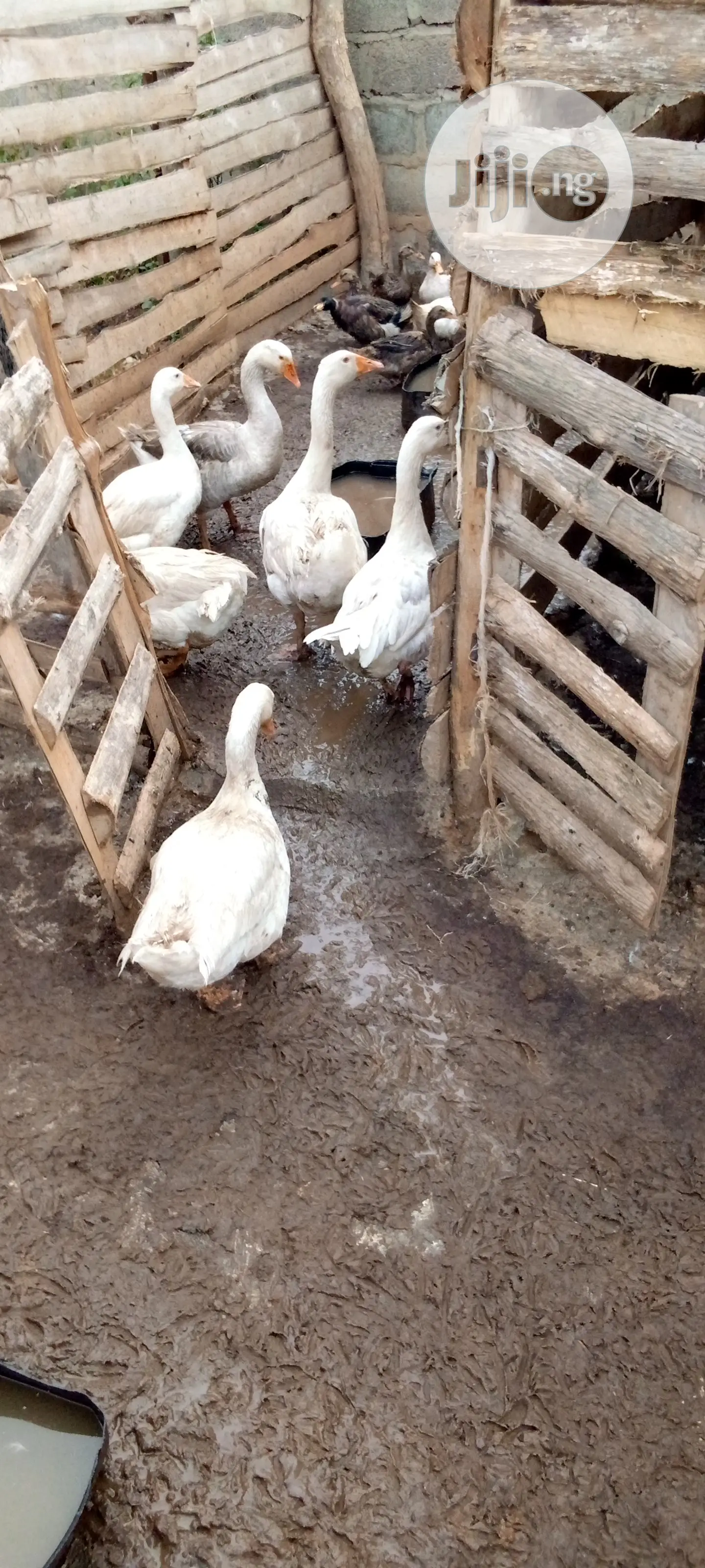 Live Geese