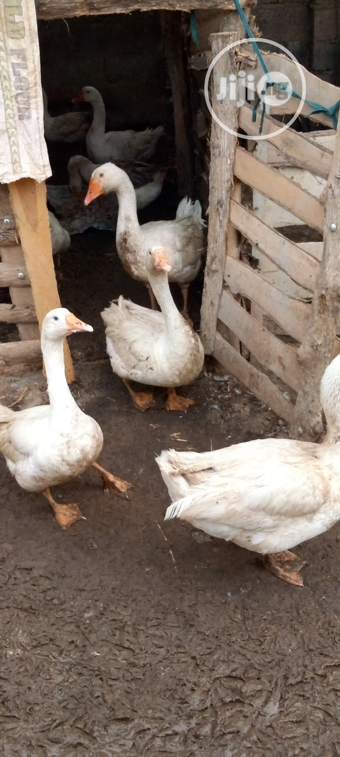 Live Geese