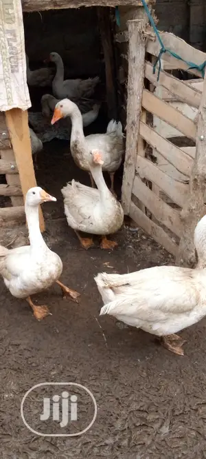 Live Geese