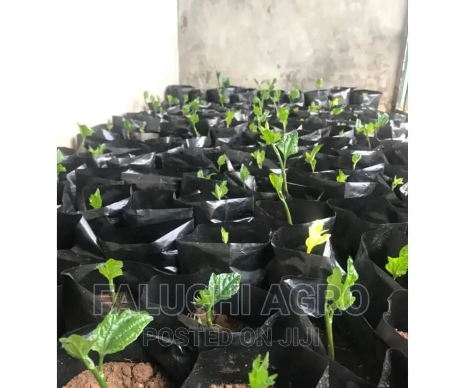 Ugu Seedlings