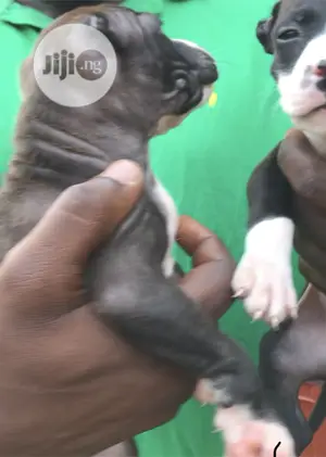 1-3 months Male Purebred American Pit Bull Terrier