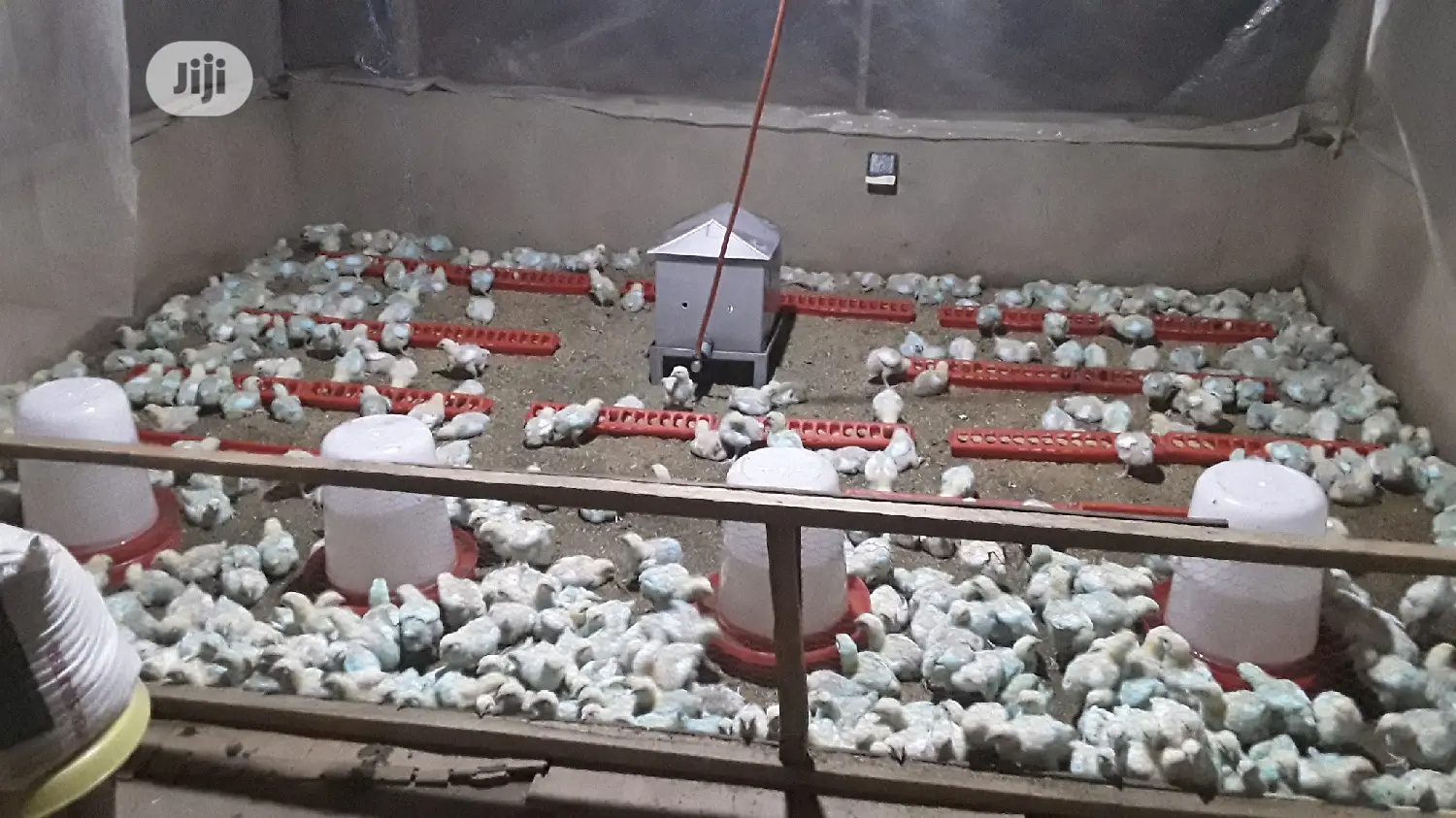 Poultry Gas Brooder/Heater