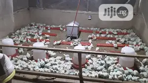 Poultry Gas Brooder/Heater